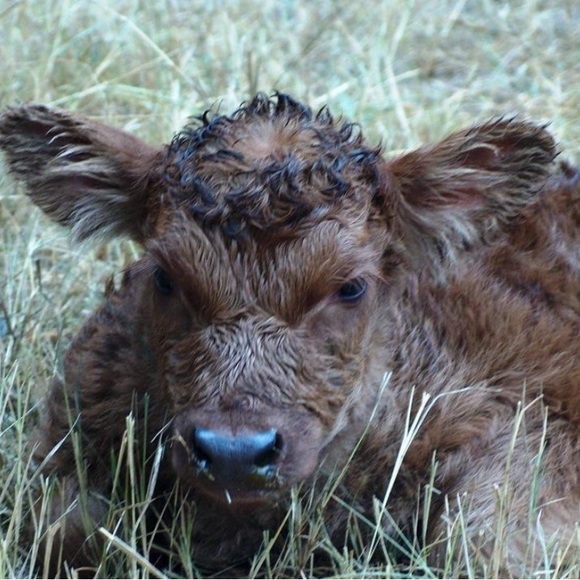 Thank you ✅ - Picture 7 of 16